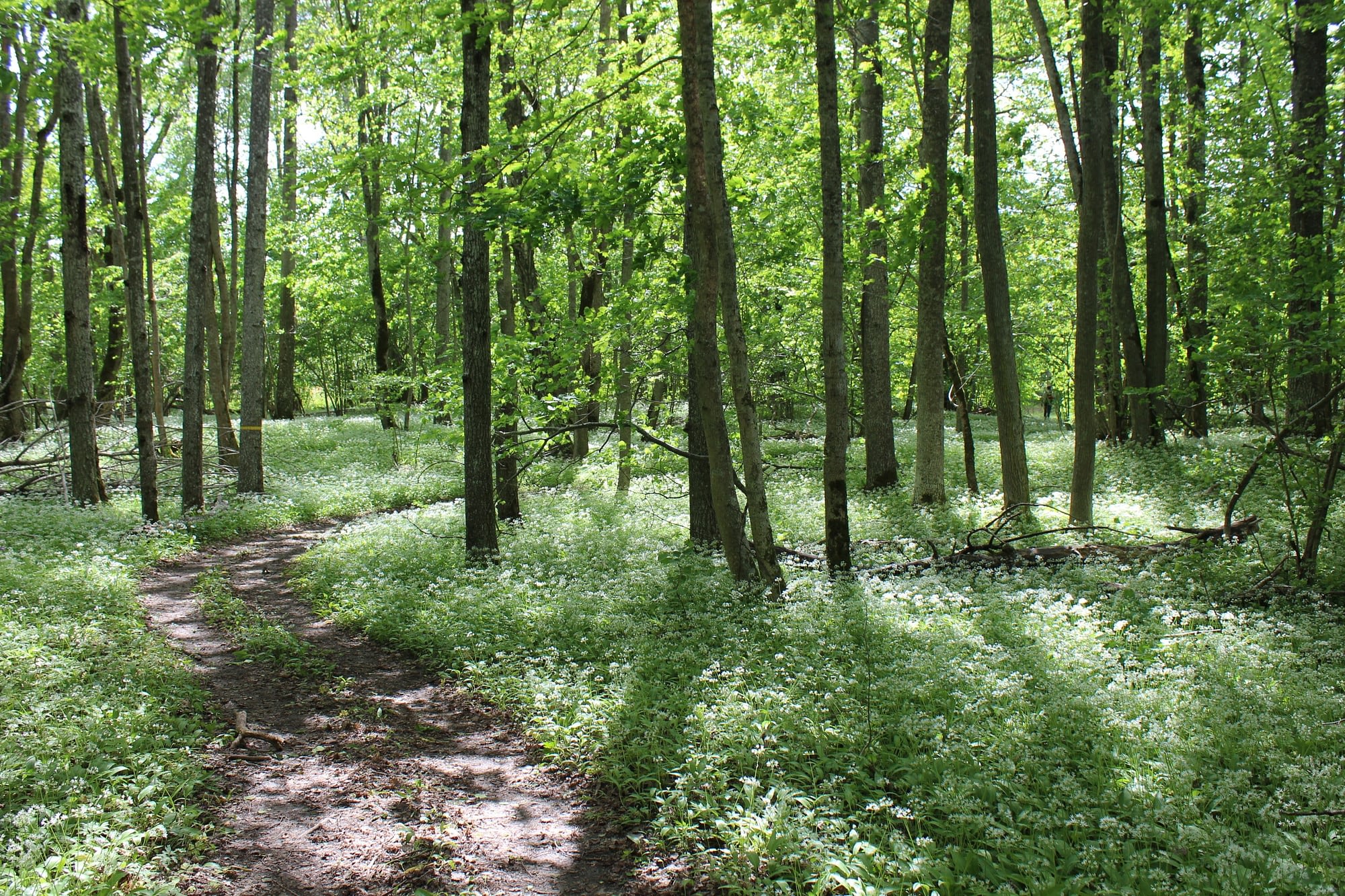 Ängsö Nationalpark