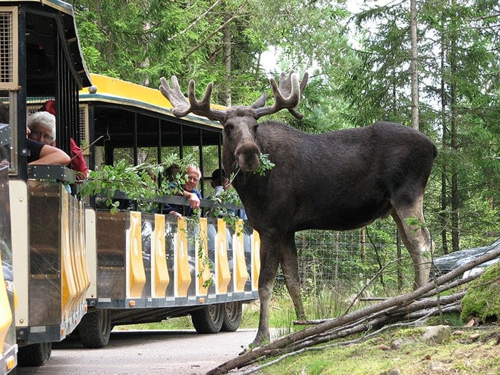 Smålandets Markaryd Älgsafari