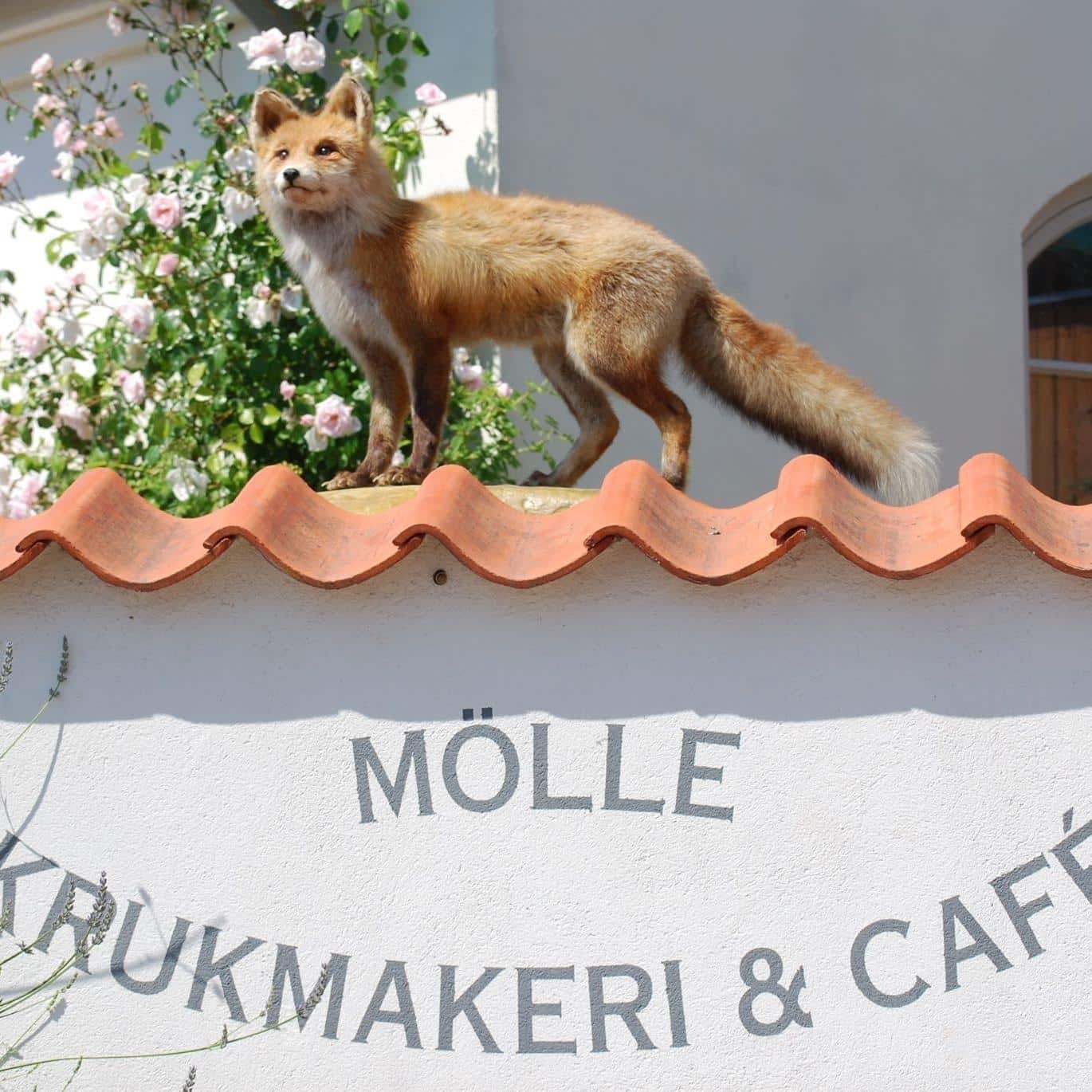 molle-krukmakeri.jpg