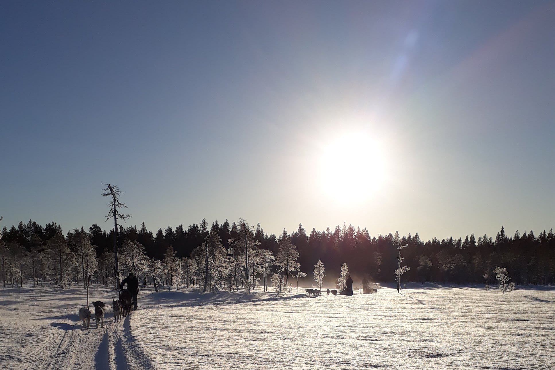 Sweden Husky Tours