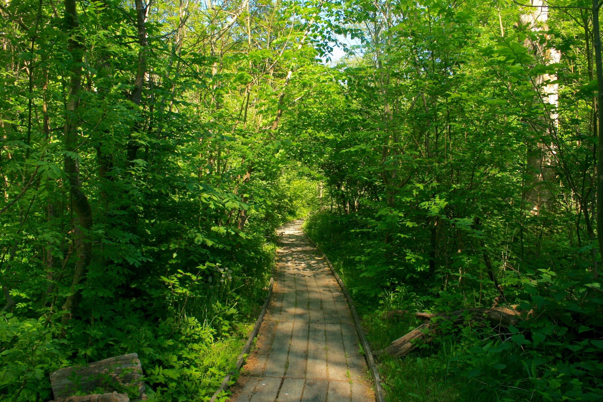 Dalby Söderskog Nationalpark